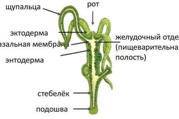 Через какой браузер зайти на кракен