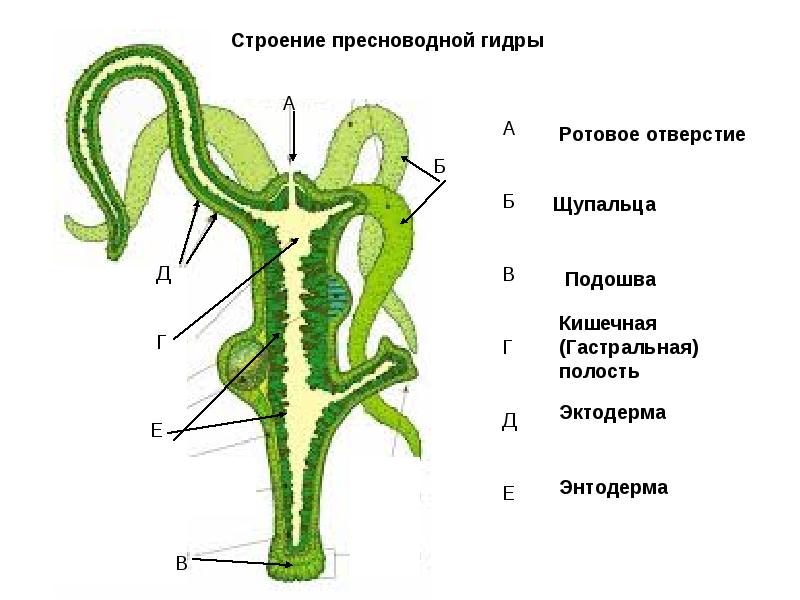 Как зайти на kraken в 2024